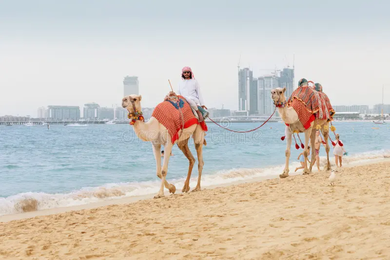 man offering camel riding at dubai public beaches