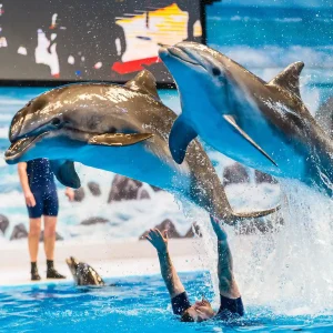 two dolphins out of water in air amusing tourists
