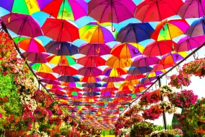 a beautiful ambarella passage  in dubai miracle garden