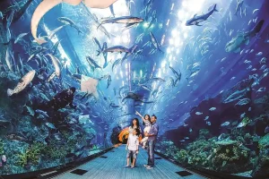 an amazing view of dubai under aquarium
