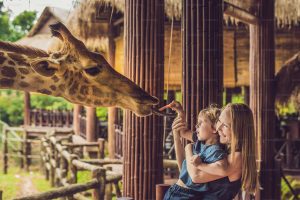 safari park adventure with animals